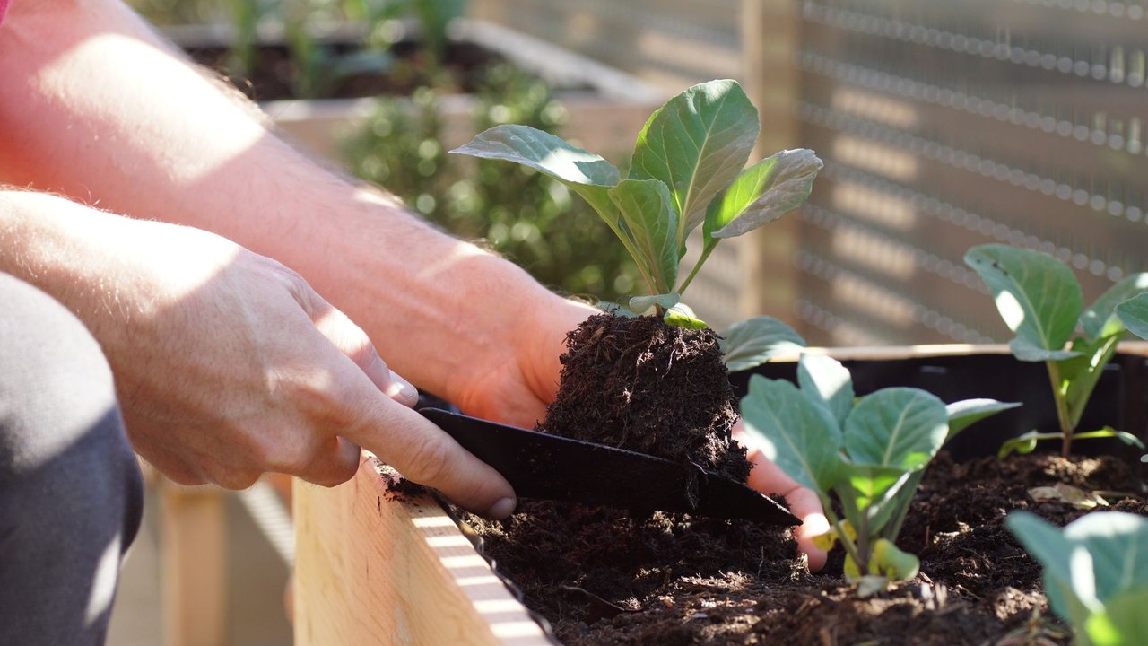 Frau pflanzt etwas in ein kleines Blumenbeet auf dem Balkon