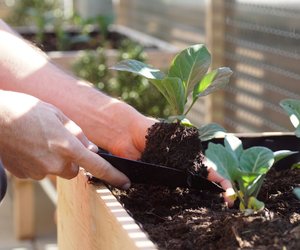 Diese 9 super schnell wachsenden Pflanzen erobern Balkon & Garten im Nu