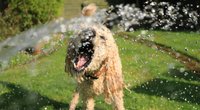 Abkühlung für Hunde: Bei Lidl gibt es die perfekte Wasserspielmatte für eure Fellnase