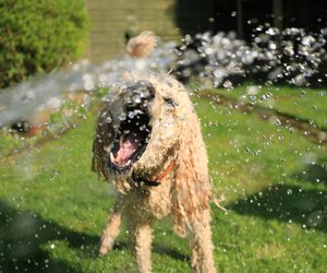 Abkühlung für Hunde: Bei Lidl gibt es die perfekte Wasserspielmatte für eure Fellnase