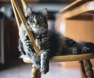 Wie alt wurde die älteste Katze? Wissen für kleine Pfotenfreunde