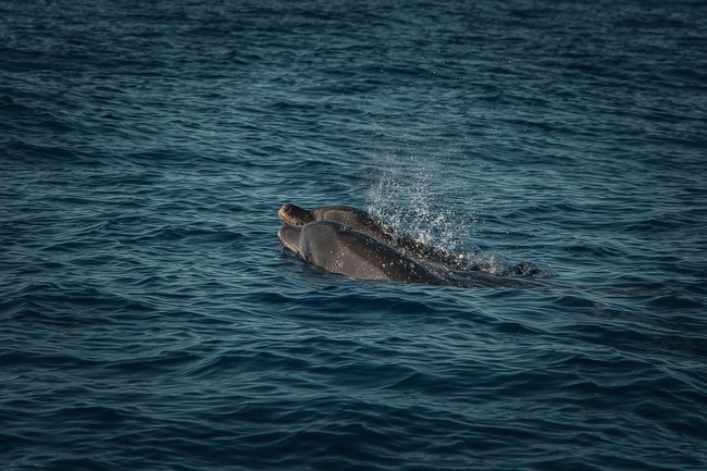 Schweinswale im Meer