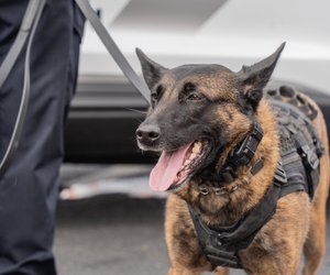 Das sind die besten 4 Hunde unter den Polizeihunden