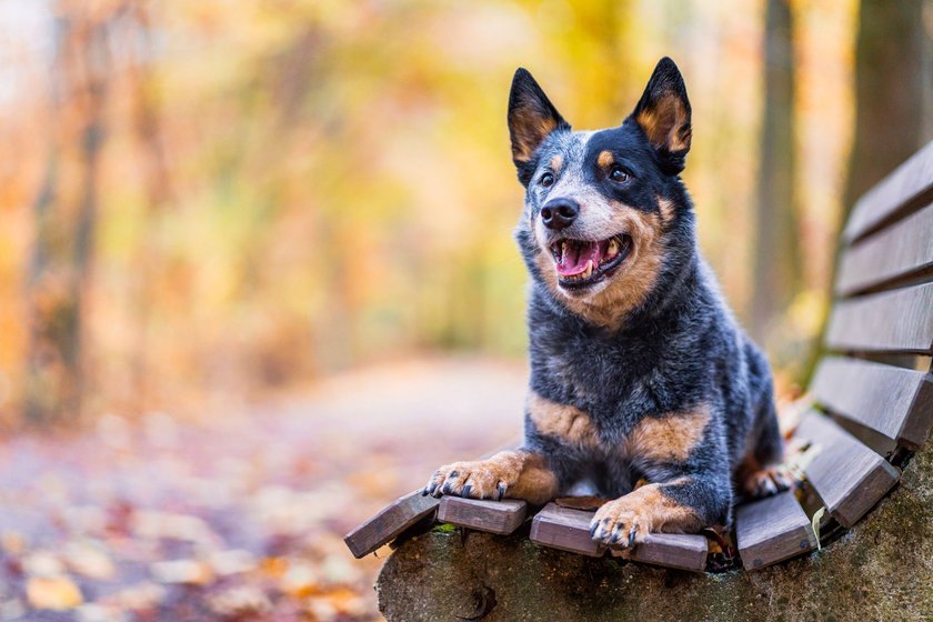 Australian Cattle Dog auf einer Bank im Herbst