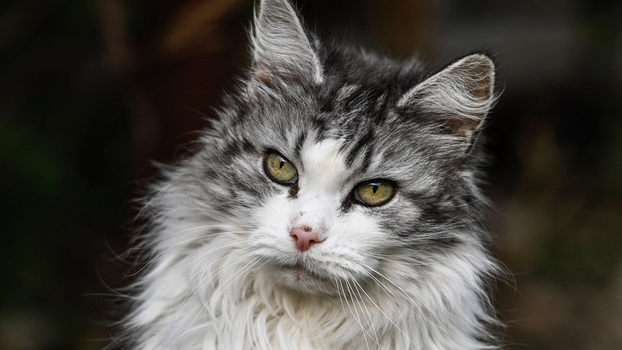 Wie gut kennst du Maine-Coon Katzen? Teste dein Wissen im Quiz