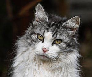 Beweis im Quiz, das du alles über Maine-Coon-Katzen weißt