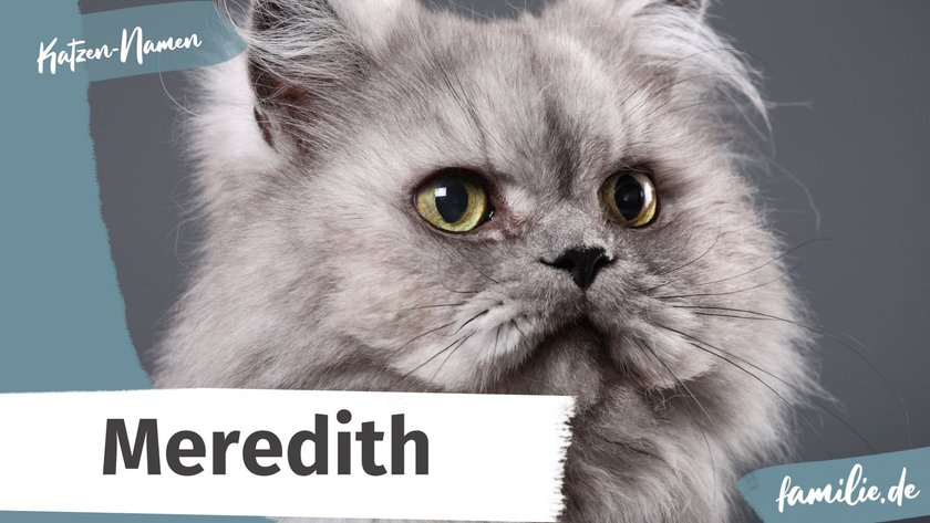 Namen für graue Katzen: Meredith