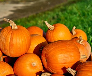 Beliebte Herbstdeko: Diese Kürbis-Kissen von Amazon sind jetzt total angesagt