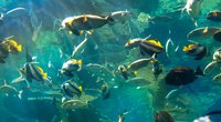 Was fressen Fische und wo finden sie Nahrung?