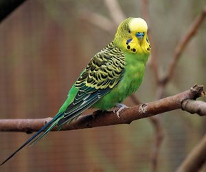 Dürfen Wellensittiche Kiwi essen?