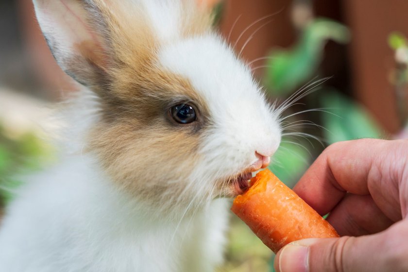 Karotten sind das bekannteste Leckerli für Kaninchen.