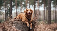 Dürfen Hunde Walnüsse essen? Das solltest du beachten