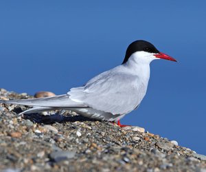 So intensiv wie Charlotte McConaghys „Zugvögel“: 4 Geschichten, die dich tief berühren