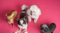 Dürfen Hunde Nektarinen fressen? Hier ist Vorsicht geboten