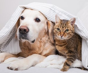 Tierhaare entfernen: Ein sauberes Heim trotz Hund und Katze