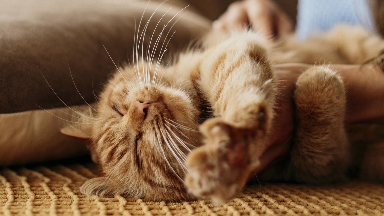 Warum haben Katzen Schnurrhaare? Hier erfährst du es!