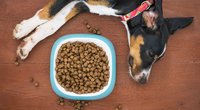 Diese 5 Hunderassen sind besonders verfressen