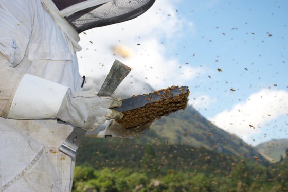 Imker mit Bienenwabe