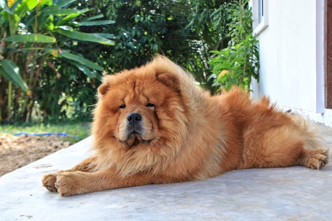 Ein Chow-Chow hat sehr flauschiges Fell.