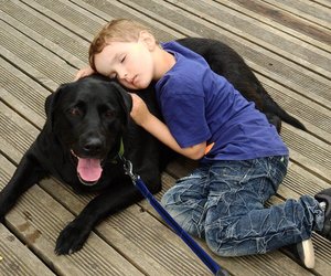 Wie alt werden Labradore? Mit dieser Lebensspanne kannst du rechnen