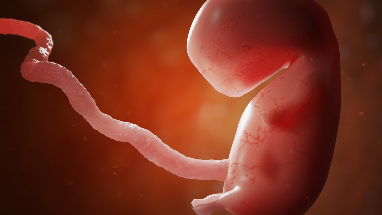 EmbryoEntwicklung bis zum Fötus Das passiert in deinem BabyBauch