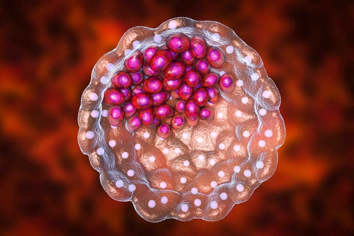 Blastozystentransfer Welche Vorteile Hat Diese Ivf Methode