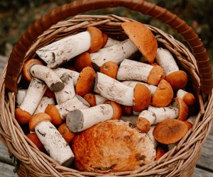 Wo und wann Pilze sammeln? Wir verraten dir tolle Tipps