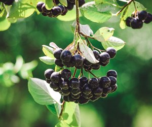 Aronia in der Schwangerschaft: Empfehlenswert oder bedenklich?