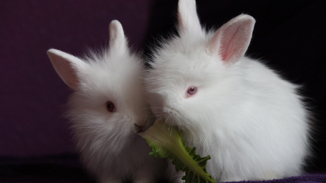 Kaninchen mögen frisches Blattgrün.