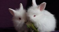 Dürfen Kaninchen Sellerie essen?