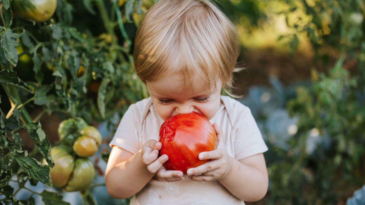 Kleines Mädchen isst eine gigantische Tomate aus dem eigenen Garten