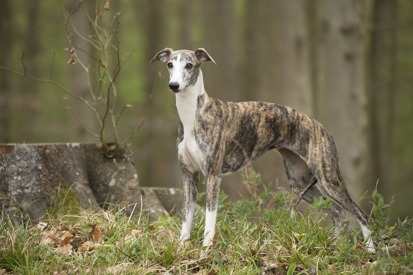 Whippet Dog