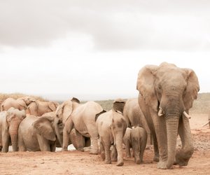 Wo leben Elefanten? Kinderleicht erklärt
