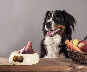 Dürfen Hunde Rhabarber essen?