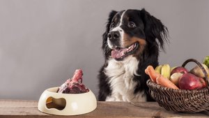 Dürfen Hunde Rhabarber essen?