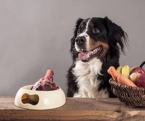 Dürfen Hunde Rhabarber essen?