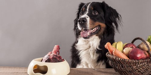 Dürfen Hunde Rhabarber essen?
