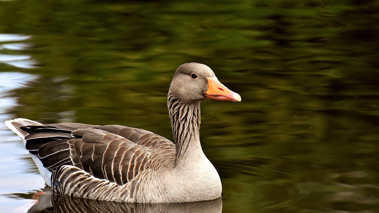 Die Graugans ist die häufigste Form von Gänsen in Deutschland.