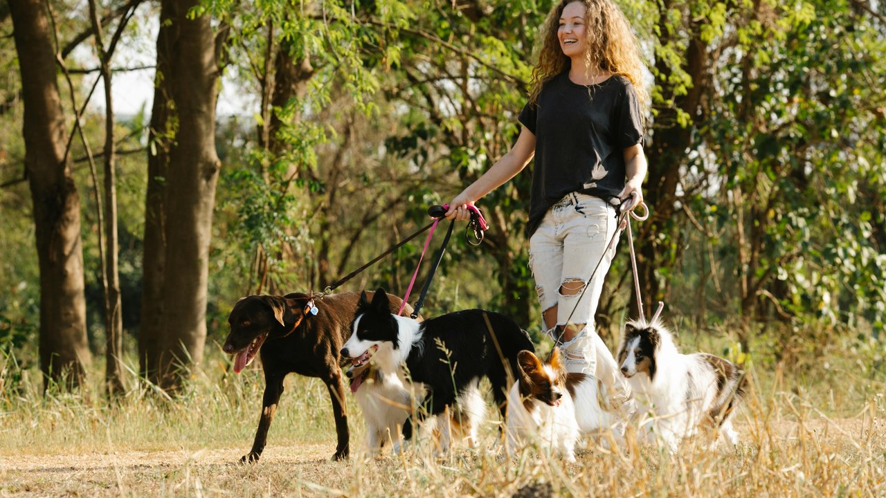 Es gibt viele Hunderassen auf der Welt, die sich durch ihre charakteristische lange Schnauze auszeichnen. Wir stellen euch sechs davon vor.