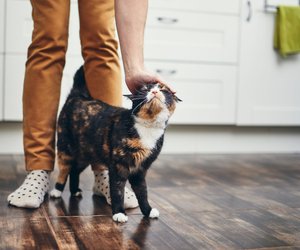 Sie folgen dir auf Schritt und Tritt: Diese 10 Katzenrassen lieben Nähe