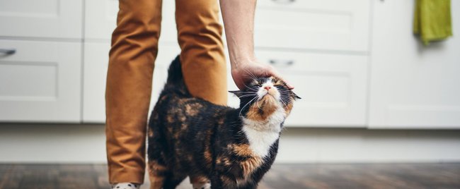 Sie folgen dir auf Schritt und Tritt: Diese 10 Katzenrassen lieben Nähe