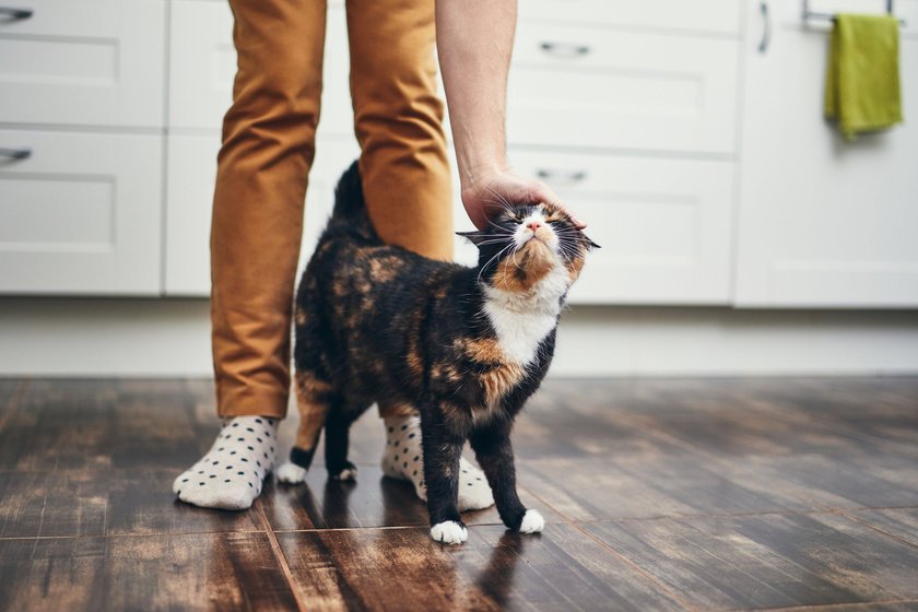 Eine Katze läuft ihrem Herrchen zwischen die Beine und lässt sich streicheln.