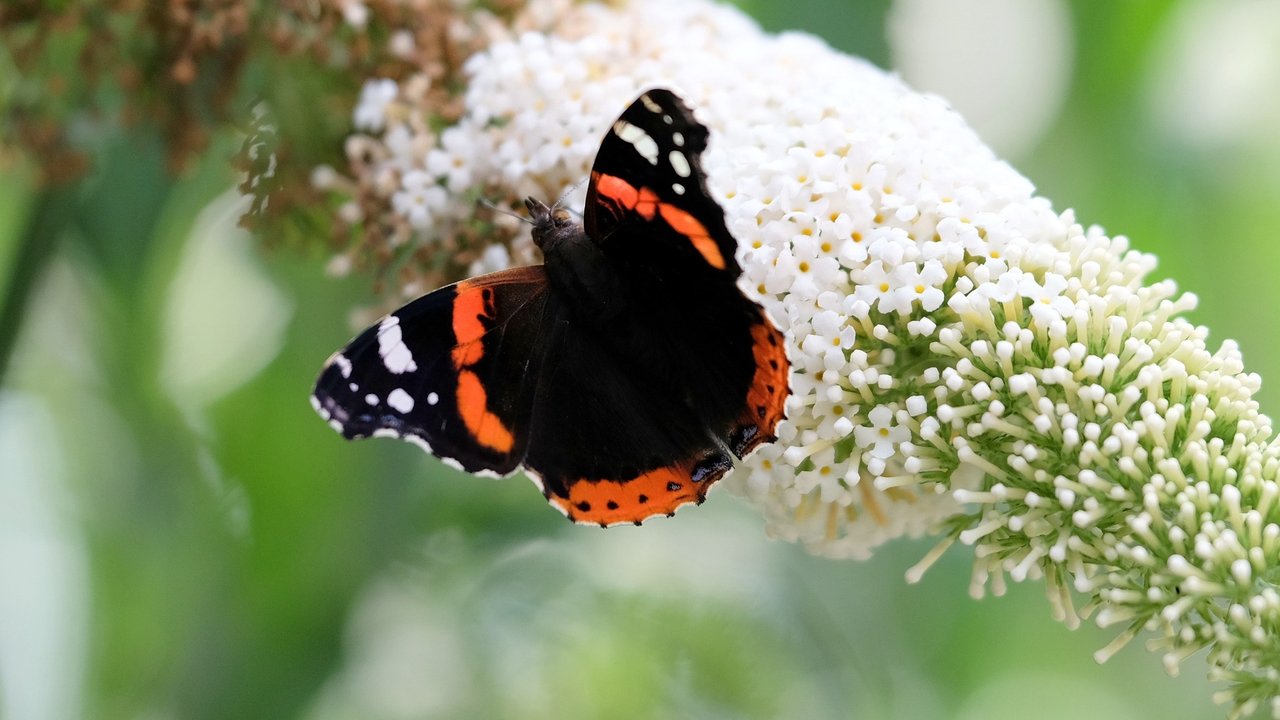 Schmetterlinge lieben den Sommerflieder und sind geradezu verrückt nach ihm.