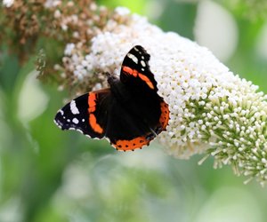 Gartenpflege 101: Warum du deinen Sommerflieder vor dem Herbst stutzen solltest