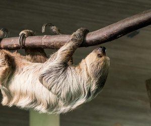 Können Faultiere schwimmen?