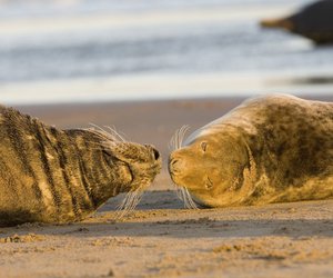 Alles über Robben: Nur echte Tierfreunde punkten in diesem Quiz!