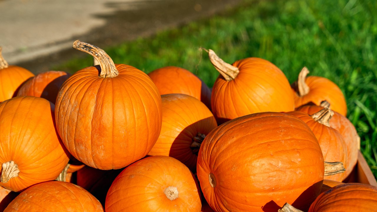 Kürbisse gibt's im Herbst in allen Sorten und Farben und bei Amazon jetzt auch als gemütliches Kissen