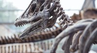 Dinosaurier – diese Gebiete auf der Erde waren die Heimat der Giganten