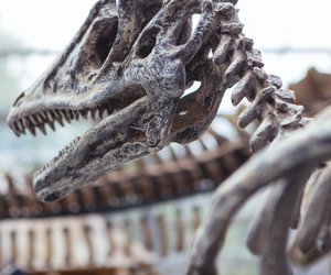 Dinosaurier – diese Gebiete auf der Erde waren die Heimat der Giganten