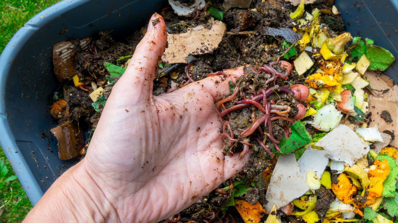 Mann zeigt seine Würmer aus der Wurmkiste